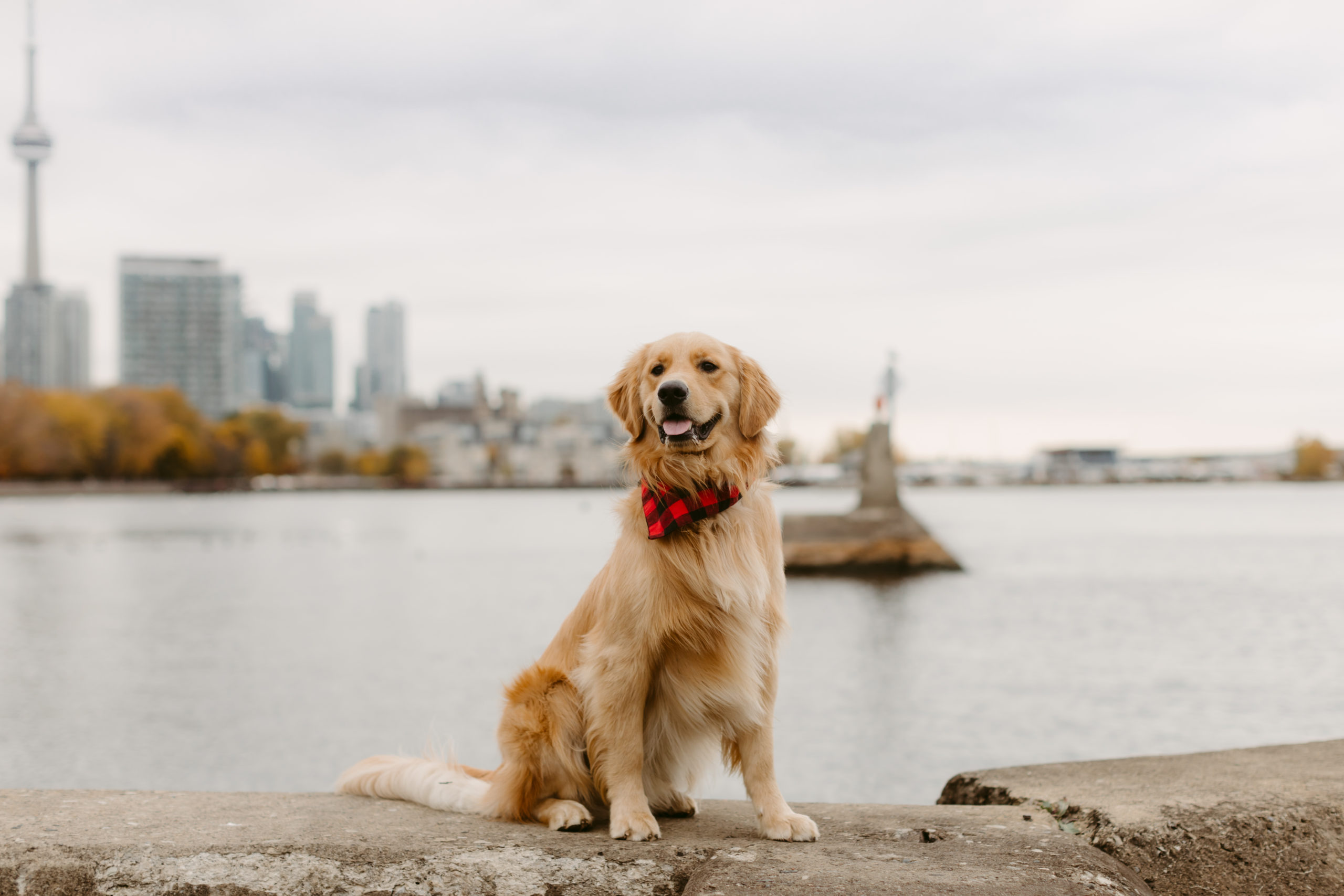 Trillium Park Dog Session