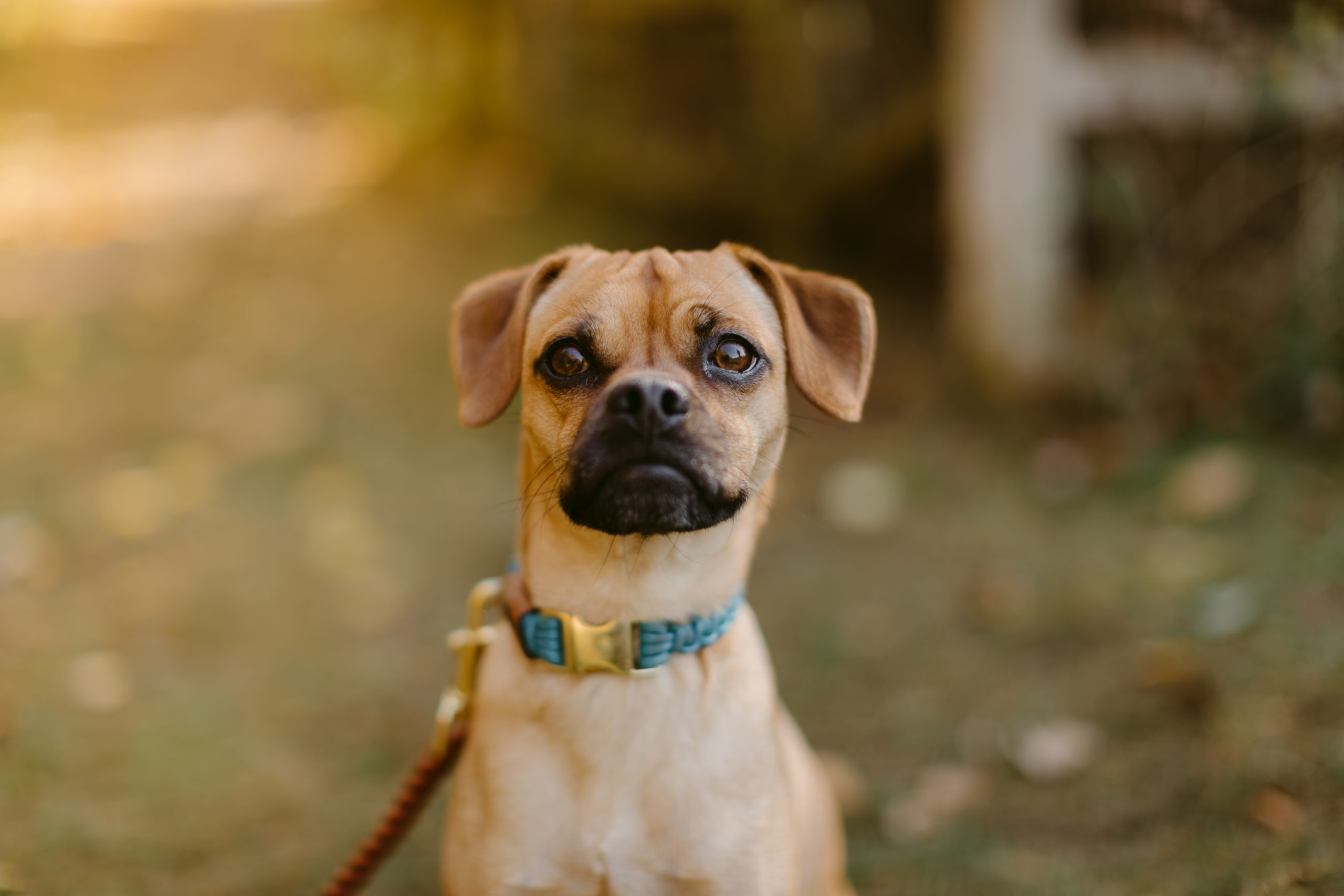 Toronto Outdoor Pet Session