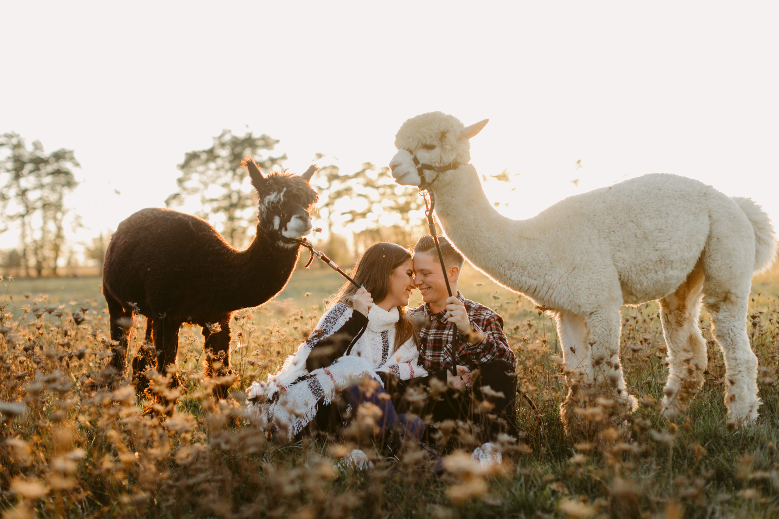 Ontario Alpaca Engagement Session