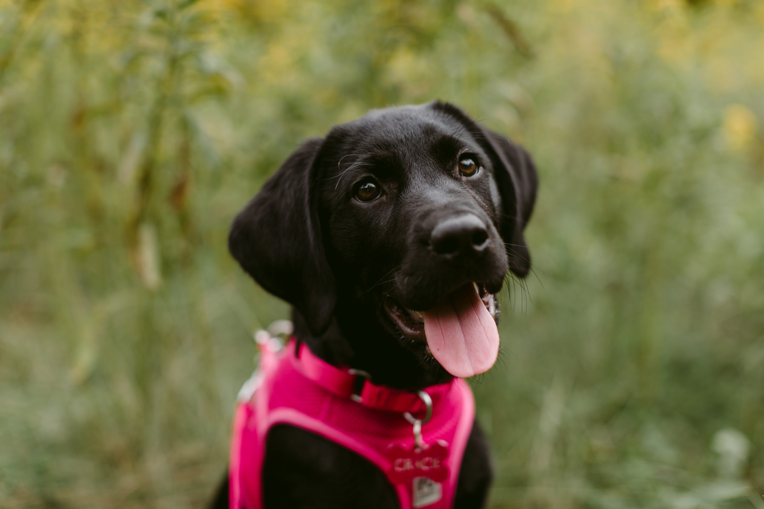 Toronto Pet Photography