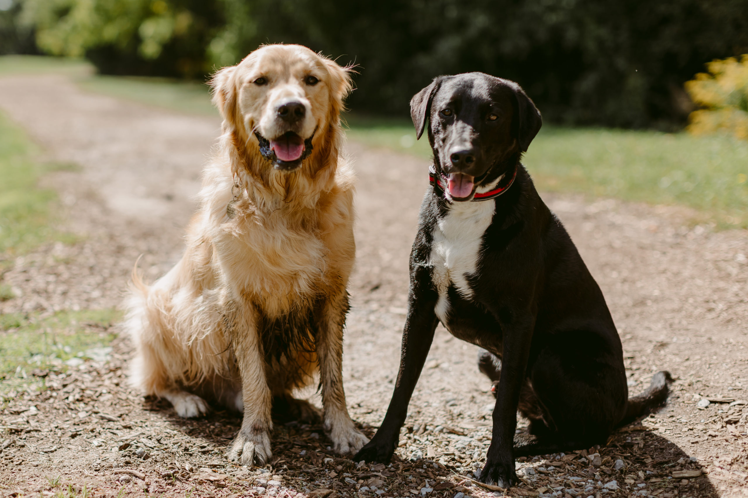 Sunnyside Park Toronto Pet Session