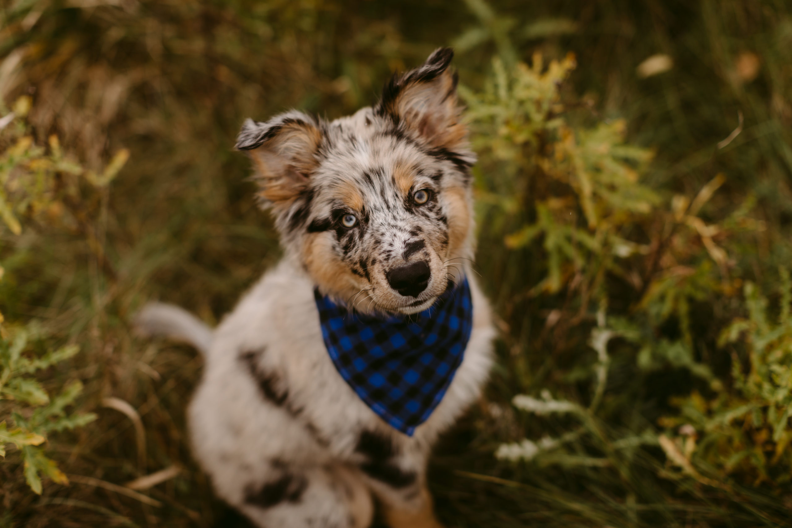 Toronto Pet Photographer