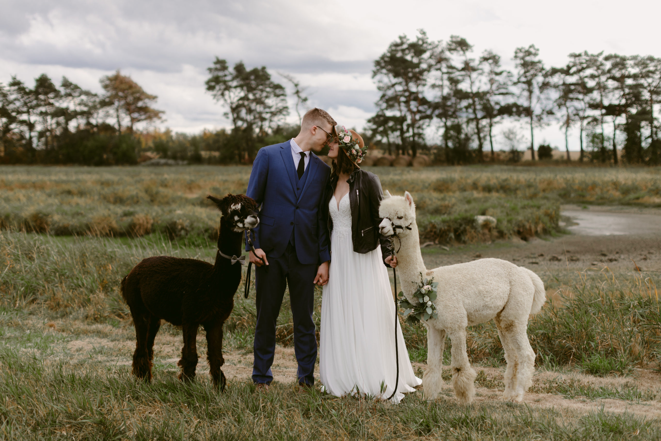 Alpaca Farm Wedding
