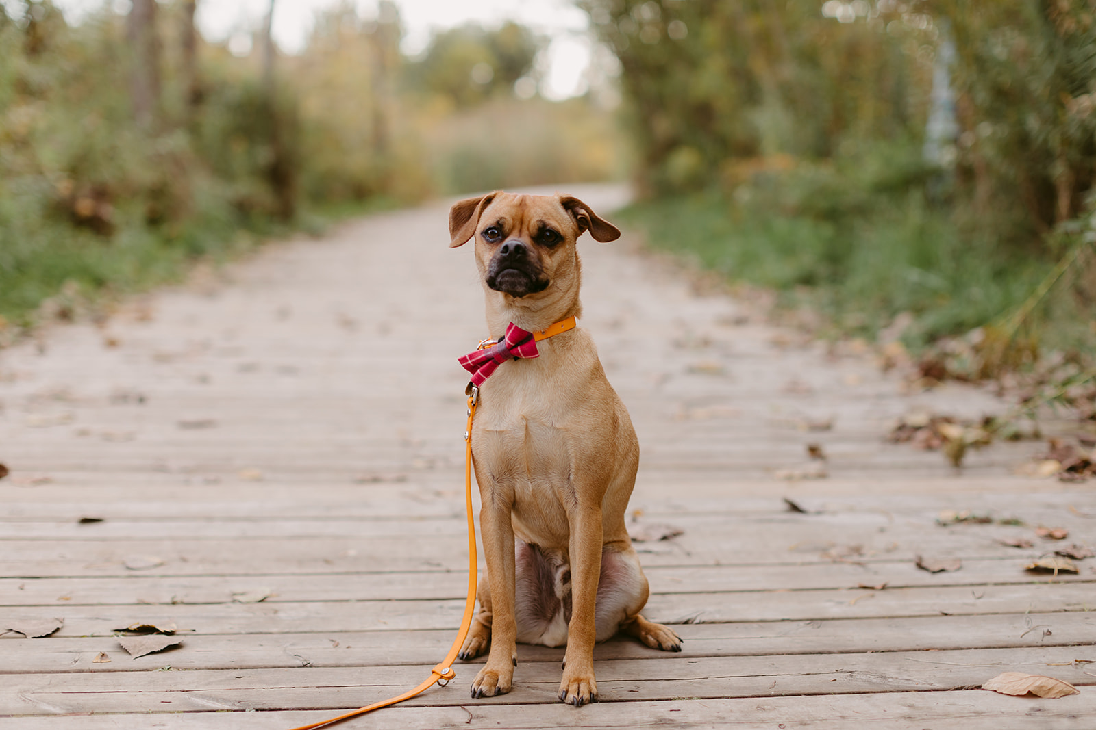 Danica Oliva Pet Photography