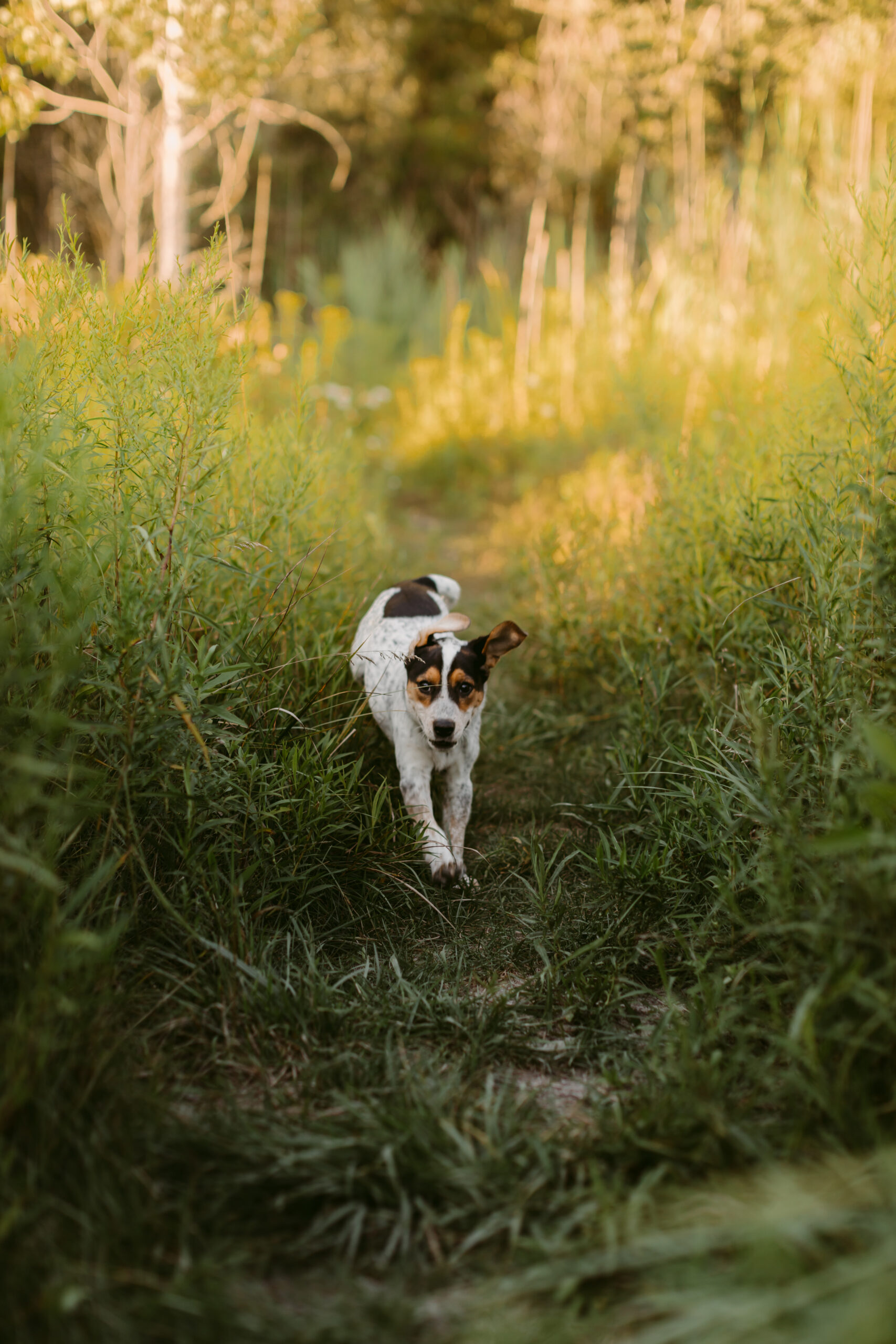 Danica Oliva Pet Photography