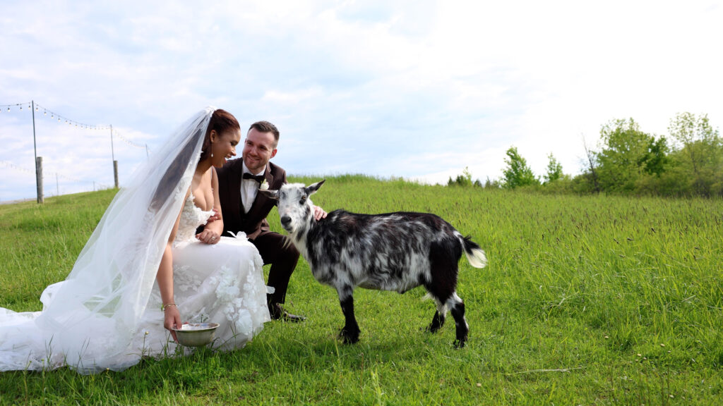Bride and groom kneeling on green grass feeding a black and white goat during their wedding at Farmhill Weddings.