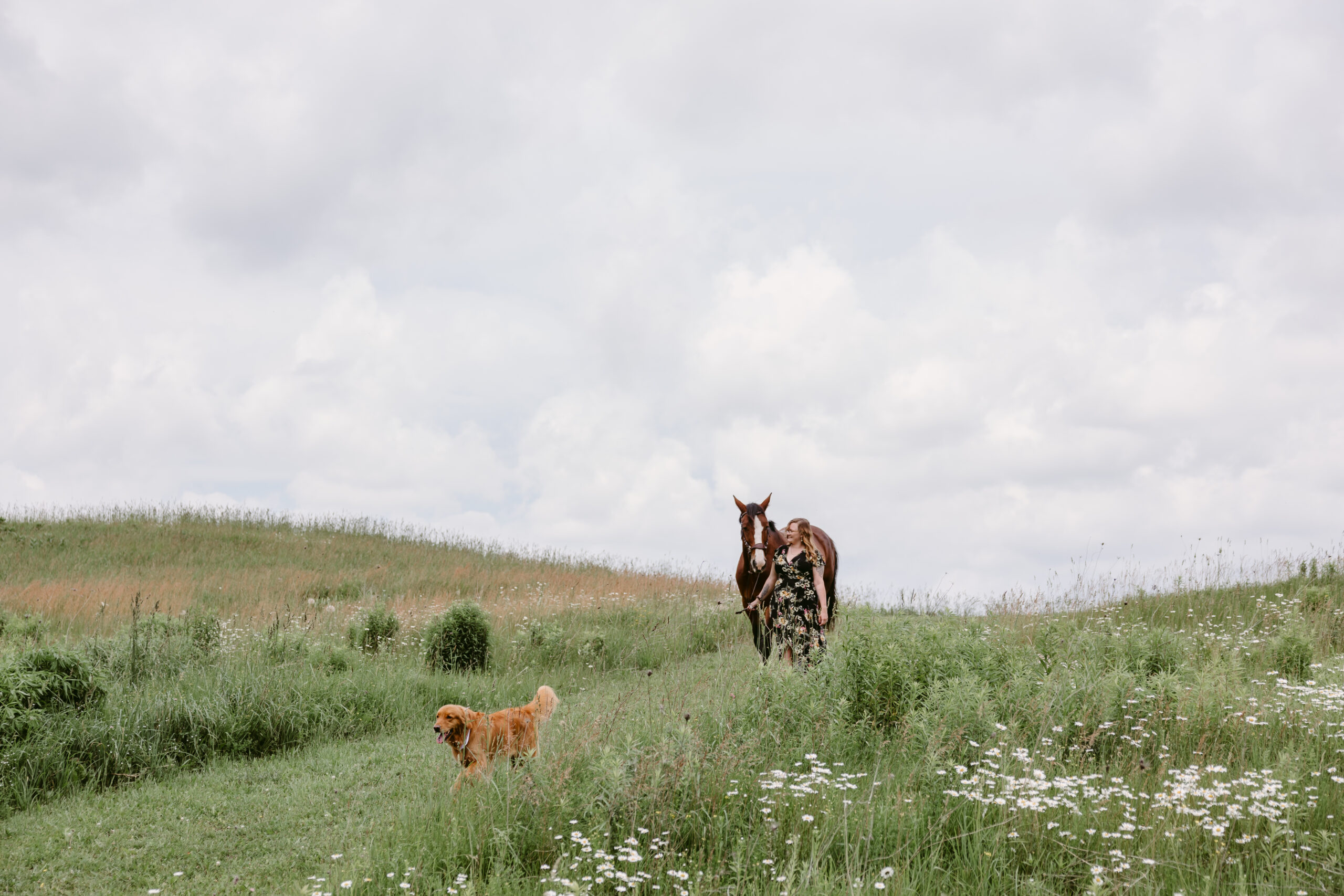 Brown horse in field with rider and golden retriever in Ontario Canada.