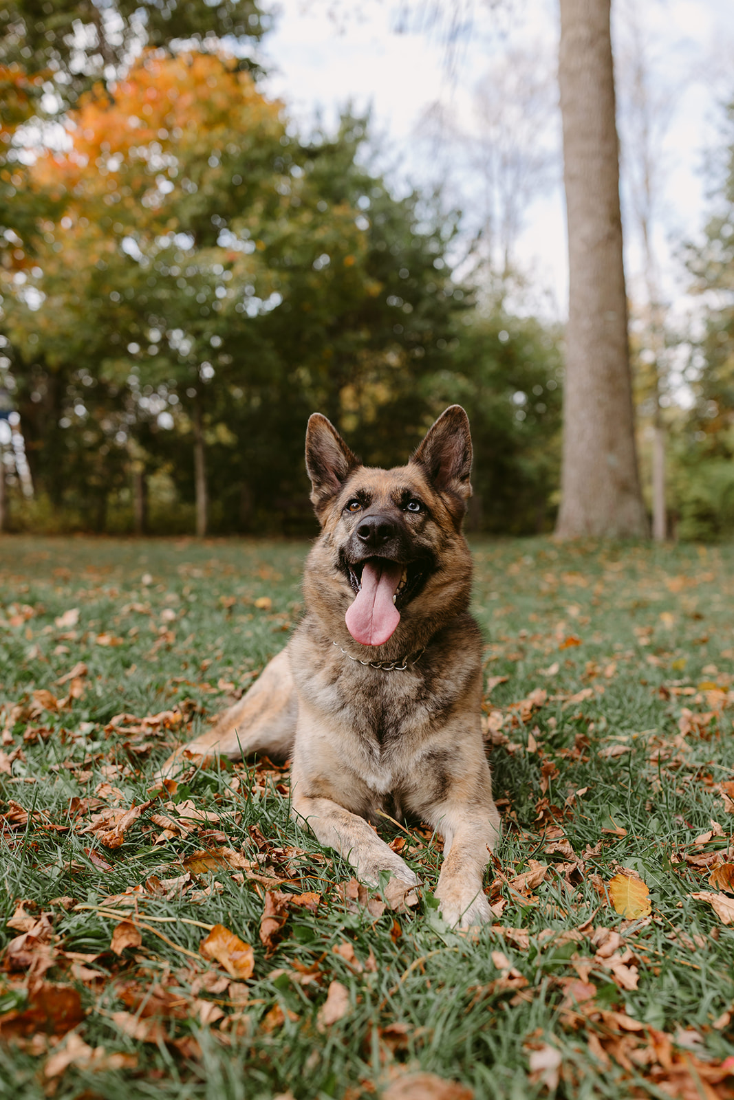 German shepherd sitting in the grass under a fall tree.