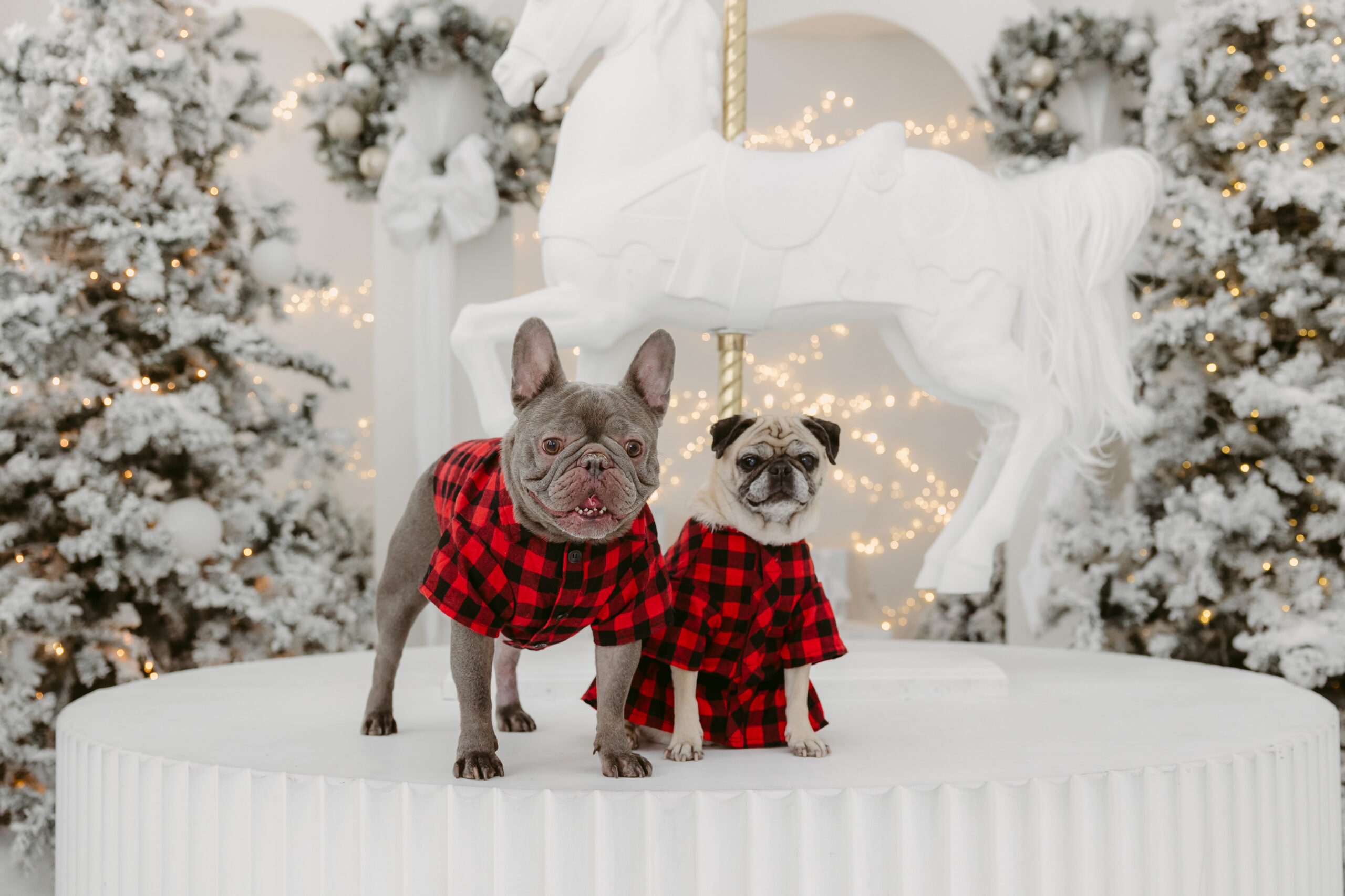 2 Pugs in red checkered pjs in front of the christmas tree.